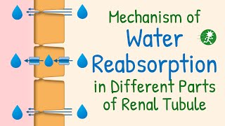 Water Reabsorption in the Renal Tubule  Aquaporin Water Transport Mechanism of Water Reabsorption [upl. by Beedon463]