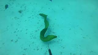 Moray Eel Attack in Miami [upl. by Lingwood400]