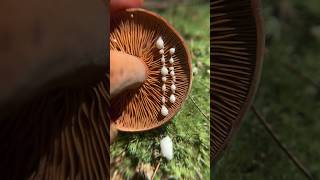 Milky Mushroom ASMR The Corrugated Milkcap Lactifluus corrugis Edible when Cooked [upl. by Tice]