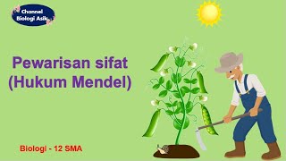 Pewarisan sifat Hukum Mendel  Biologi kelas 12 SMA [upl. by Nilrem]