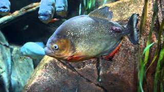 RedBellied Piranha At The Worlds Largest Aquarium The Georgia Aquarium [upl. by Suzanne]