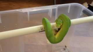 How to house an adult Green Tree Python Morelia Viridis [upl. by Adnirol40]