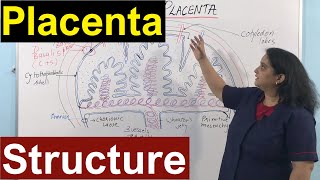 Structure of the Placenta  Nursing Lecture [upl. by Llemar]