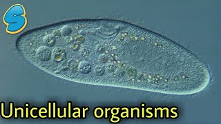 Amoeba  Paramecium  Euglena  Yeast  more በአማርኛ Grade 8 biology Unit 2 Part 1 [upl. by Stanhope346]