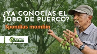 ¿Ya conocías el Jobo de Puerco Spondias mombin [upl. by Goeger]