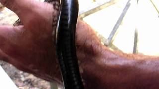 Malaysian Millipede Does it bite [upl. by Aenej]