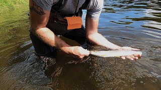 Summer run Steelhead Fishing the Bogachiel River in the Olympic National Forest [upl. by Strang]