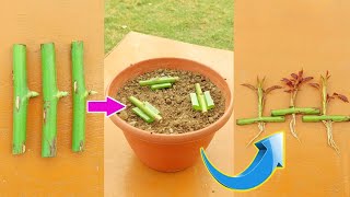 How To Grow Roses Plants From Cuttings  Grow Rose From Cutting [upl. by Latimer786]