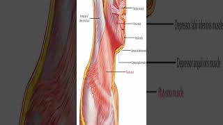 Anatomy Platysma Muscle shorts [upl. by Yanal423]