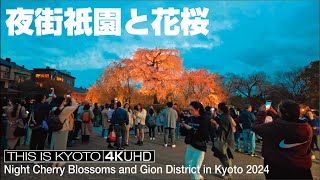 京都祇園と夜桜 Night Cherry Blossoms and Gion District in Kyoto 2024 [upl. by Notsgnal]