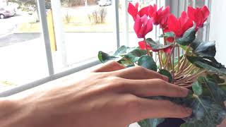 Cyclamen Plant Care  How to Keep Cyclamen Blooming [upl. by Townie555]