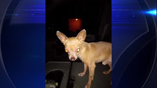 Its like losing a child Fort Lauderdale family sadden after pet chihuahua killed by coyote [upl. by Ayhdiv]