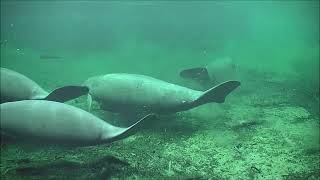 Group of manatees at Blue Spring  January 17th 2024 [upl. by Brit]