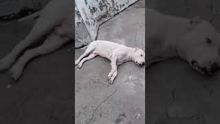 Dog ignore ker raha hai dogowner doglover sweetdog dogvideossweetlife [upl. by Uno]