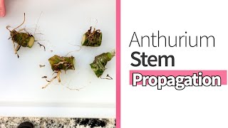 How to Stem Propagate an Anthurium [upl. by Neelyaj]