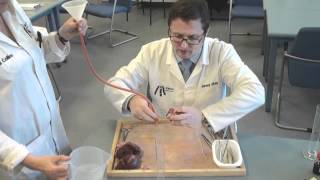 Heart dissection video demonstration [upl. by Reece]