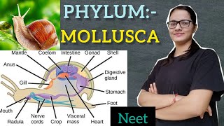 Phylum  Mollusca part 1 [upl. by Eahs]