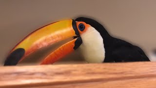 Whats It Like Having a Toucan In The HOUSE [upl. by Lewis]