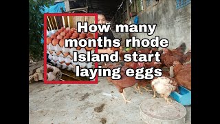 How many months rhode Island start laying eggs [upl. by Asenab]