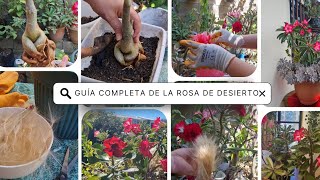 COMO SABER TODO SOBRE LAS ROSAS DEL DESIERTO en este video sabrás algunos tips 🤗💕 suscribete [upl. by Armalla587]