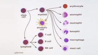 Immunology 101 The Basics and Introduction to our Patient [upl. by Kynthia]