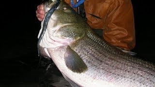 Striped Bass Fishing with Rigged Eels [upl. by Enaled446]