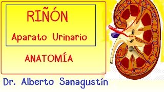 RIÑON y APARATO URINARIO anatomía [upl. by Adarbil]