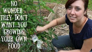 Modern Homesteading  Growing MONEY [upl. by Yeneffit]