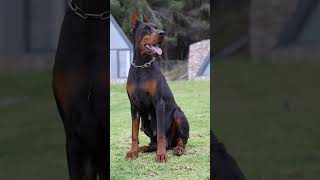 doberman dobermanpinscher puppies dobermanattack dobermanbarking dogbreeds canecorso hunter [upl. by Ernestus]