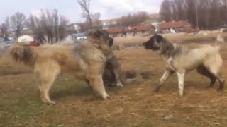 Kangal vs 2 Caucasian Ovcharka Here is The Proof Who is the Best [upl. by Docia]