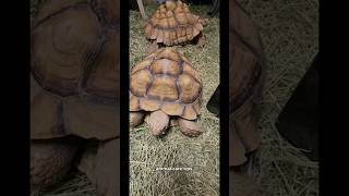 Feeding snacks to the sulcata tortoises Happy Friday tortoise animal love sulcata [upl. by Yttap]