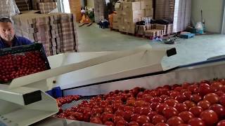 CALIBRATRICE ELETTRONICA POMODORI  TOMATOES SORTING MACHINE [upl. by Nosirb]