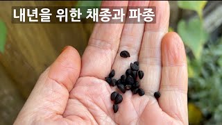 지금은 내년을 위해 채종하고 파종할 때 밥티시아Baptisia 파종팁 루피너스 [upl. by Ydnarb]