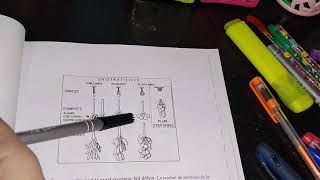 Histologie Les épithéliums glandulaires [upl. by Kceb]