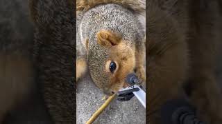 Squirrel Purring Noise Feeding Organic peanut butter [upl. by Yelsew]