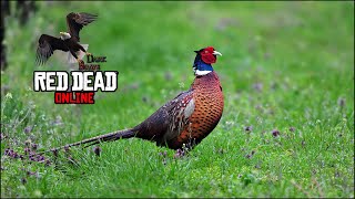 RDR 2 Online Pheasants Location Pheasants skinned [upl. by Youngman913]