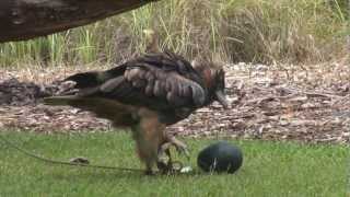 Touring Australia  Smart bird  Black breasted buzzard [upl. by Cod]