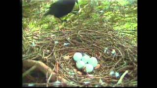 Crow attacks Sparrowhawk nest at Royal Botanic Garden Edinburgh [upl. by Ahsirkal]