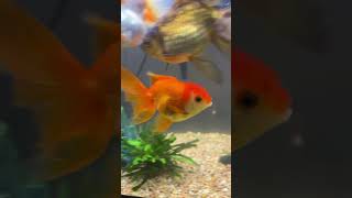 My goldfish rosy is finally off the pea 🫛 diet fancygoldfish fishtank pellets peas shorts yt [upl. by Salvatore995]