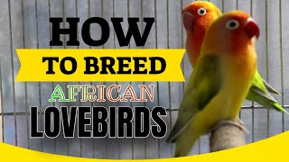 African Lovebird Breeding Tips  How To Breed African Lovebirds  Easy amp Simple Way [upl. by Nyledam]