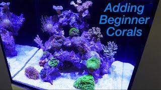 How to Setup a Reef Tank  Part 4 Hardy Beginner Corals and where to Place Them [upl. by Veleda]