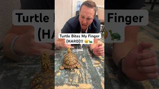 Turtle Bites My Finger HARD 😩🐢shorts turtle [upl. by Nohsed]