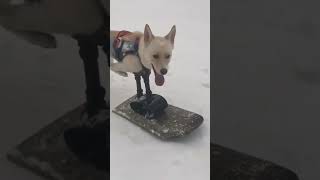 TwoLegged Dog Rides on CustomMade Snowboard [upl. by Delastre]