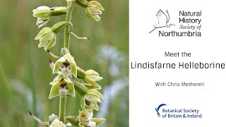 Meet the Lindisfarne Helleborine [upl. by Val]