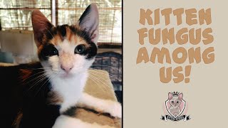 Kitten Ringworm Emergency 🚨 Fast amp Safe Home Treatment [upl. by Pazia]