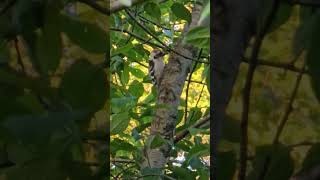 Lesser Spotted Woodpecker Dryobates minor  Bird watching Samsung Galaxy S23 Ultra 4k 60fps birds [upl. by Rebmetpes447]