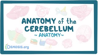 Anatomy of the cerebellum [upl. by Mcilroy]