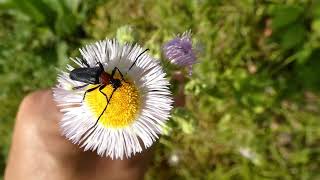 Redchested Lepturine Beetle Eats Pollen of Philadelphia Fleabane Flowers [upl. by Borman]