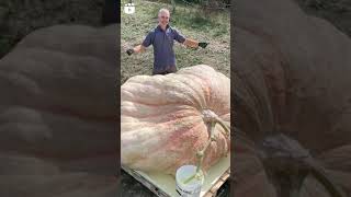 Guinness world record  Heaviest pumpkin 🎃 1226 kg grown by stefano cutrupi 🇮🇹 [upl. by Glennie]