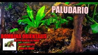 UNBOXING BOMBINAS ORIENTALIS Y PALUDARIO 4K ranas de fuego PARA PRINCIPIANTES [upl. by Akcirre]